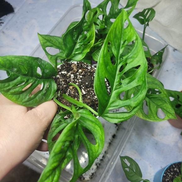Live plant monstera swiss cheese full rooted - Picture 3 of 12